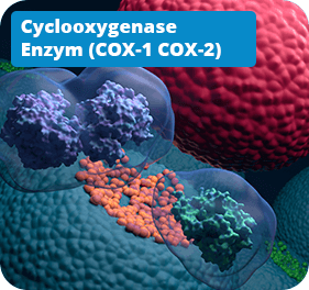 Cyclooxygenase Enzyme