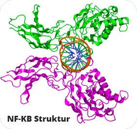 Inflammatory Mediator