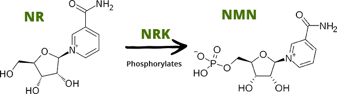 NRK Phosphorylates