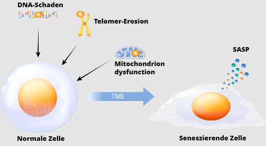 Infograph Normal vs Senescent