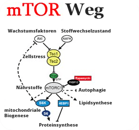 Signaling Pathway